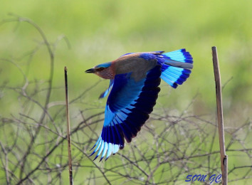 Chitwan Bird Watching Tour