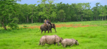 Chitwan One Horned Rhino