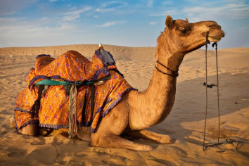 Rajasthan's Royal Treasures: Top 5 Must-Visit Destinations by Actual Adventures