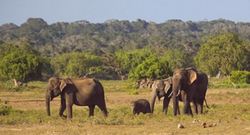 Sri-lanka 5 Days/ 4 Nights
